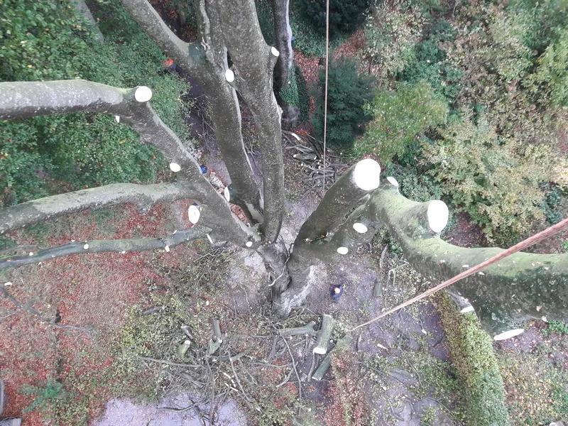 Bomen Kappen & Vellen