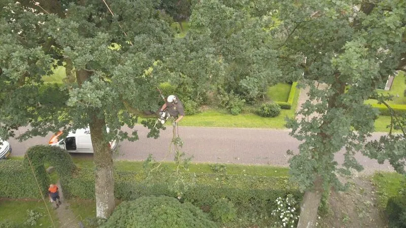 Bomen Snoeien & Verzorgen