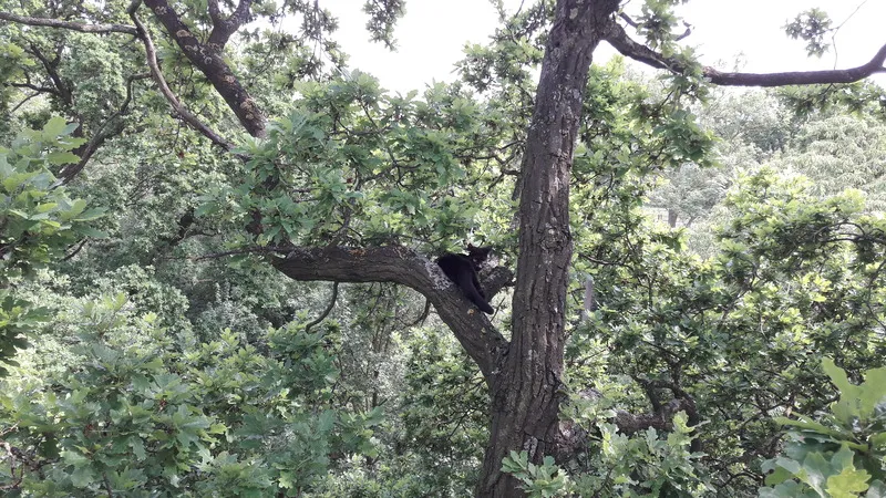 Kat gered uit hoge boom in Winschoten